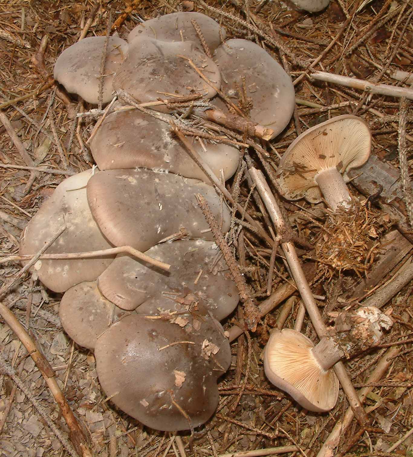 Cosa ha da fare un marinaio in montagna se non....